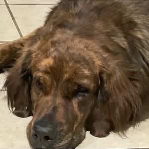 Meet your Posher, Jedzaniette